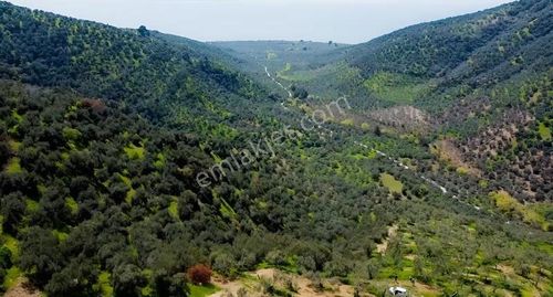 Asos Da Denize Yakın Yatırımlık Zeytinlik