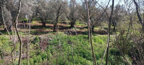 Turyap Mehmet Çevik Ten Orhangazi Çakırlı 1300m2 Zeytinlik