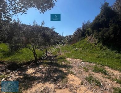 Seta Gayrimenkul |musluca'da Satılık 7266m² Tarla