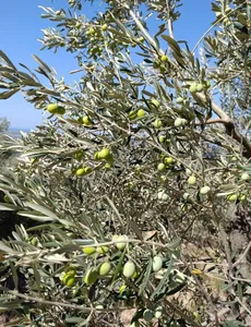 Bademli & Yahşibeyde Yatırıma Uygun Zeytinlikler