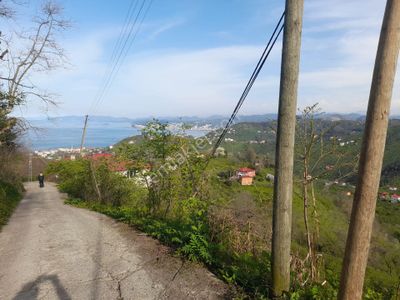 Bulancak Küçüklü Satılık 1.5 Dönüm Deniz Manzaralı Bahçe