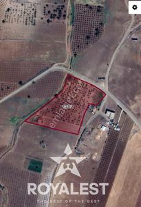 Royalest'ten Akıncı Köyünde Yetişmiş Zeytinlik