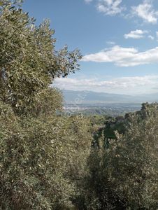 Yaylapınar 2500 M2 Satılık Bahçe