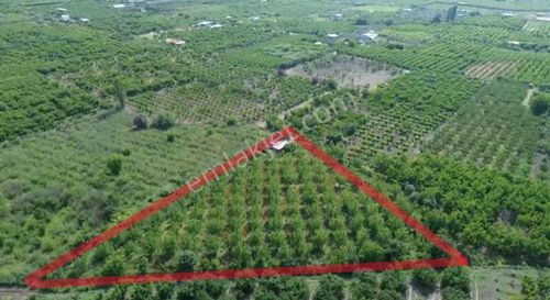 Kemalpaşa Ören’de Yatırımlık Bağ: Numaratajlı Yapı & Tapuya İşli Geçiş Hakkı