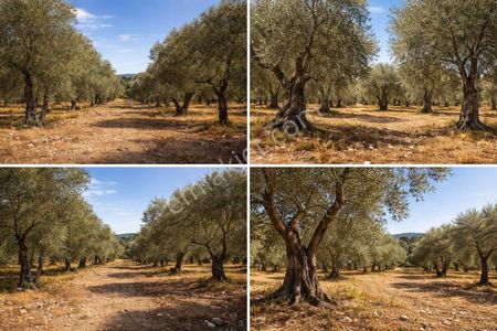 ꧁yetkili Ay Emlaktan꧂burhaniye Pelitköy'de Kaçırılmayacak Fırsat Zeytinlik