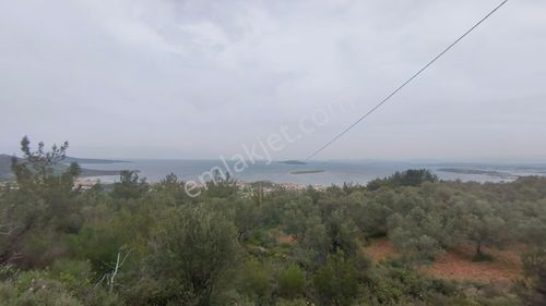 Cunda Adasında Satılık 12 Dönüm Deniz Manzaralı Zeytinlik