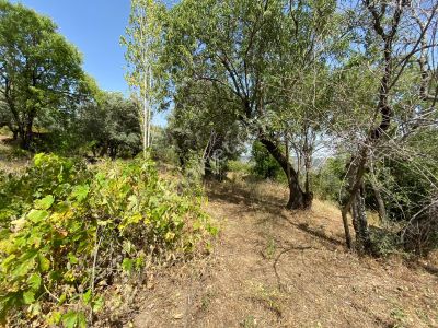 Aydın Söke Kaykıllı'da Köy Yerleşkesinde Muhteşem Manzaralı Satılık Bahçe