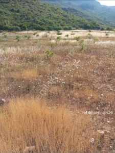 Satılık Arazi.156 Tane İncir Agacı Ve Artezyen Su Var