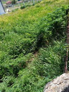 Sahibinden İstanbul Silivri Büyük Çavuşluda 2850m2 Tek Tapu Tarla Arac Takasları Degerlendirilir