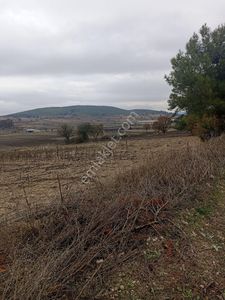 Kupon Tarla