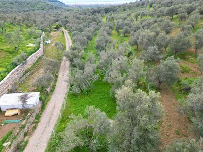 ▓yükselden Gürede Yola Cephe 688 M2 Düz Zemin Çevrili Zeytinlik▓
