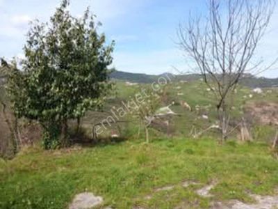 Satılık 8 Dönüm Fındık Bahcesi Giresun Merkezde