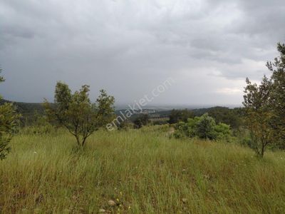 Saruhanlı Hacımusa Apbak Arası Satılık 2.500 M2 Zeytinlik 650.000 Tl