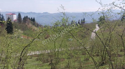 Kamışlı'da Önü Açık Doğa Manzaralı Arazi