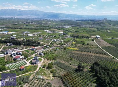Rs Mutlu'dan Ahmetbey Köy'de Tek Tapu Satılık Zeytinlik
