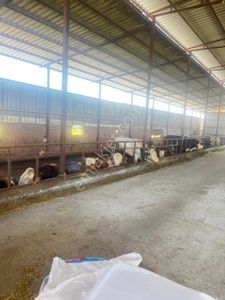 Çapahasan Mahallesi'nde Satılık Tam Teşekküllü Hayvan Çiftliği