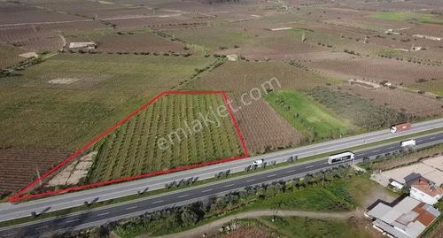 Ankara Asfaltına Cepheli 11180 M2 Zeytinlik