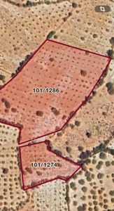 Örenpınarda Satılık Toplamı 13.000 M2 Zeytin Bahçesi