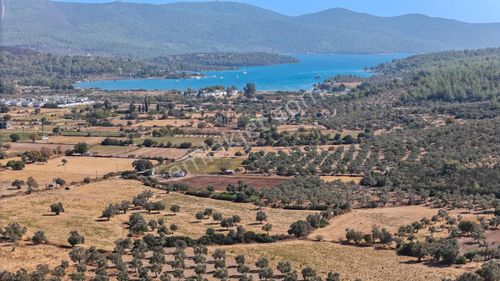 Fırsat!! 6.080 M2 Denize Yakın Yolu Elektrik Olan Zeytinli Tarla