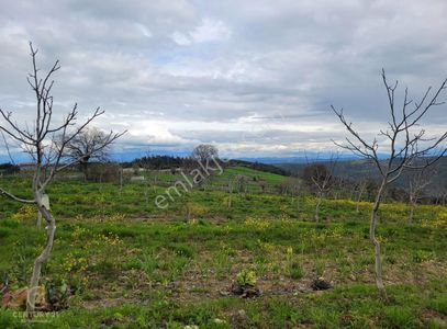 C21 Bal'dan Dişbudak'ta 13321 M2 Asfalta Cephe Satılık Cevizlik