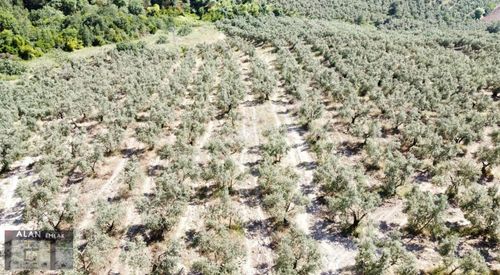 İpekyayla Da Bakımlı Zeytinlik