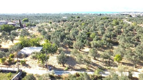 🟥aktiften Taylıelinde 794 M2 Deniz Manzaralı Satılık Zeytinlik