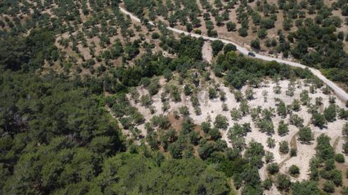 Aşağışakranda 2130m2 Tek Tapu Yolu Olan Satılık Zeytinlik