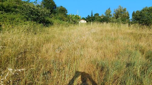 Arsa-Tarla