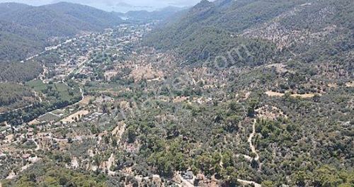 Arsa-Zeytinlik