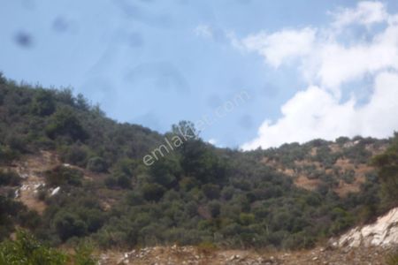 Arsa-Zeytinlik