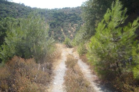 Arsa-Zeytinlik