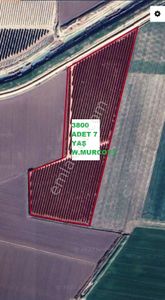 Adana Yüreğir Misis Yakapınar Satılık W. Murcott Mandalina