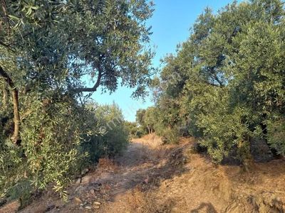 Acill İzmir Tire Akcaşehir Köyünde Verimli 10 Dönüm Zeytinlik