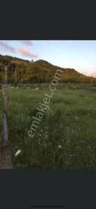 Sinop Türkeli Düzler Mevkii 225/3 Merkeze Yakın Satılık Arsa