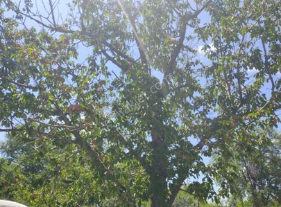 Sultandağı İmara Yakın Konumda Bahçe