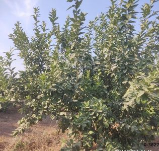 Satılık Adana Narenciye Bahçesi