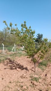 İzmir Menderes Develi De 1720m2 Satılık Bahçe