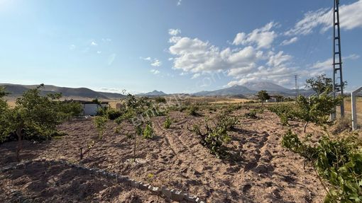 Öz Gaye Emlaktan Develi Güzelce Mevkiinde Satılık Bakımlı Üzüm Bağı