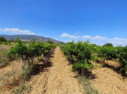 Aşağı Kızılca'da Kelepir Fiyata 4,600 M2 Direkli Üzüm Tarlası