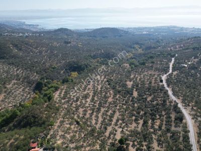 Sabri Pınarbaşı'dan Güre Bölgesi Tahtakuşlar'da İmarın Yanında 20dönüm Zeytinlik