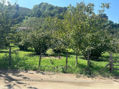 Samsun Terme Beşikli'de 6.543 M² Tek Tapulu Yatırımlık Tarla – Fındık Bahçesi Ve İmar Avantajı!