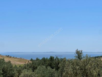 Tepeköy Mahallesinde Mükemmel Deniz Manzaralı Zeytinlik