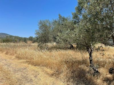 Eriklice Mah. Köye Yakın Zeytinlik