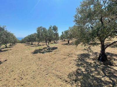 Eriklice Mah. Leb-i Derya Deniz Manzaralı Zeytinlik
