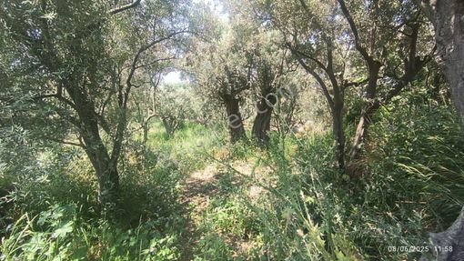 Balıkesir Erdek Hamamlı Mah. 878 M2 Satılık Zeytinlik Resmi Yola Cepheli