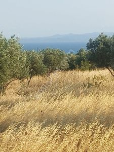 Şarköy Kızılca Terzi Mah. 1966m2 Deniz Manzaralı M2 Fiyat 1093 Tl Toplam 2.150.000 Tl Zeytinlik