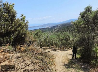 Eğerce De Satılık 1250 Metre Tarla