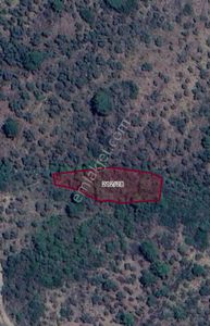 Acil Satılık 2 Dönüm Zeytinlik