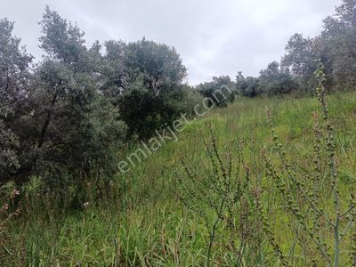 Acarlar Emlaktan Sultanhisar Yağdere'de 2 Adet Toplam 2950 M2 Satılık Zeytinlik