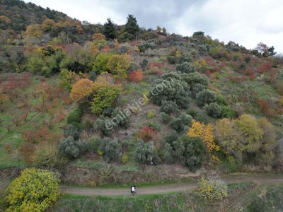 Bayındır Kızıloba Yaylasında Doğayla İç İçe Satılık Arazi